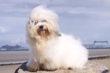 coton de Tulear assis sur un rocher en bord de mer - vent