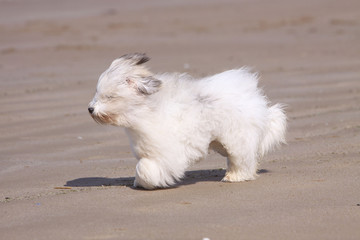 coton de tulear gambadant sur la plage - vent,plaisir,course