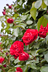 Rosengarten in Changwon, Serie