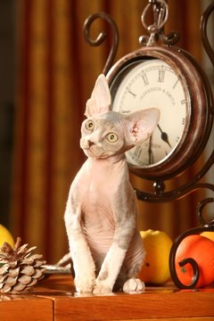 chat rex devon assis de face en int&eacute;rieur -race bizarre &eacute;trange