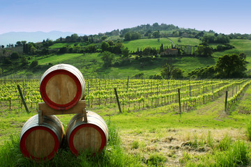 vigne e botti di vino - 14024210