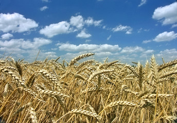 ripe corn with blue sky