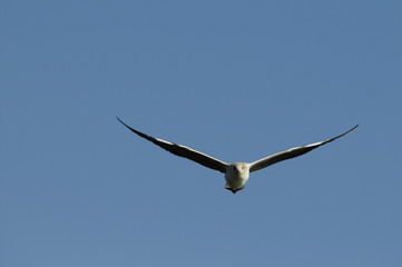 Sea-gull in fly