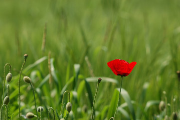 Fototapeta premium Poppy