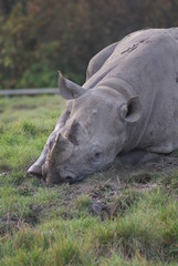 Fototapeta premium Black Rhinoceros: Dozing