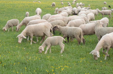Sheep Grazing