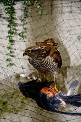 Bird of Prey part 2