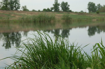 grass near the river in rainy day