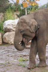 Naklejka premium Indian Elephant: Eating
