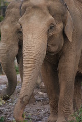 Obraz premium Indian Elephants
