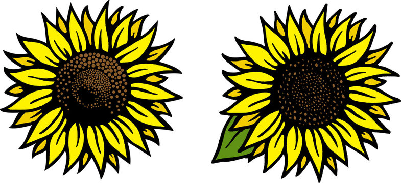 Sunflower Vector Drawing