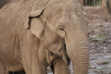 Fototapeta na wymiar Słoń indyjski