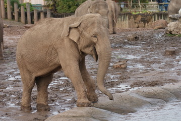 Fototapeta premium Indian Elephant: Waterhole