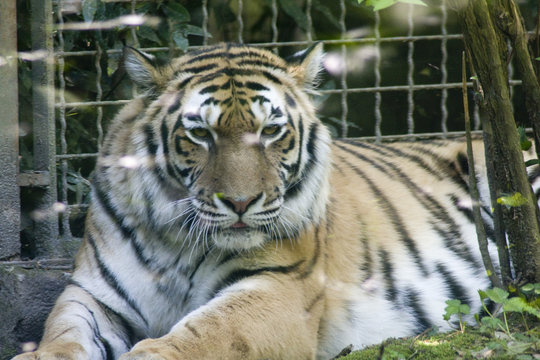 Tigre