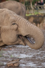 Fototapeta na wymiar Indian Elephant: Drinking