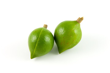 Two macadamias