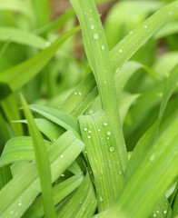 Dew on the green plant