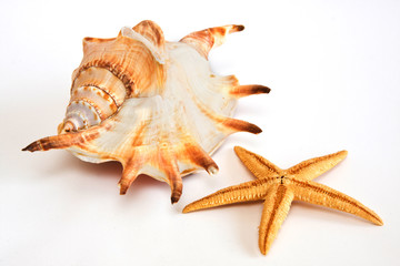 Starfish, seashell
