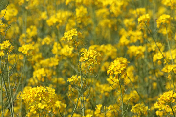 Barbarea vulgaris