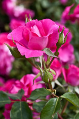 Rosengarten in Changwon, Serie