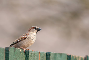 House Sparrow