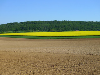 Rapsfelder,Äcker und Bäume