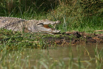 Crocodile