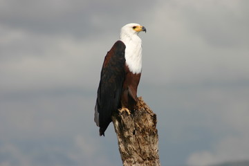 Fish Eagle