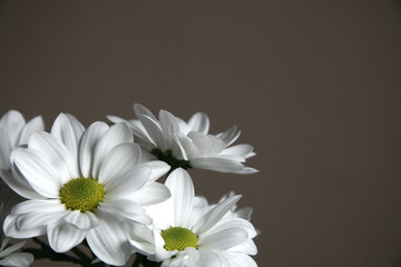 Bouquet of white chrysanthemum