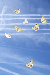 notenhimmel schmetterlinge © Liddy Hansdottir