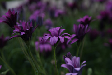beautiful purple flowers