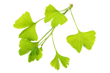 Fototapeta premium ginko leaves