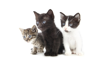 Trois petits chatons mignons