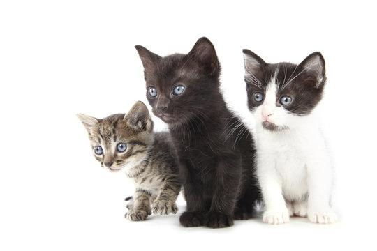 Trois petits chatons mignons