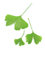ginko leaves
