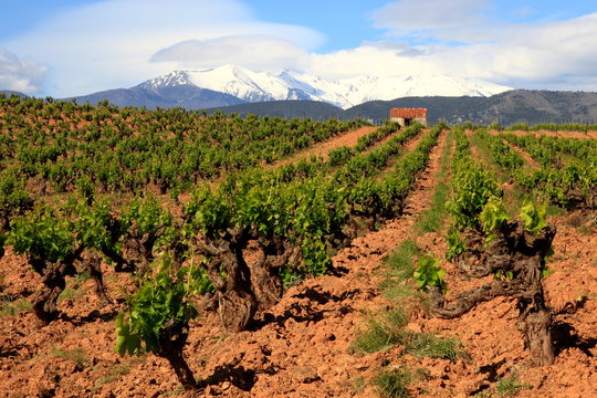 Languedoc Roussillon, Weinstöcke, Pyrenäen, Frankreich