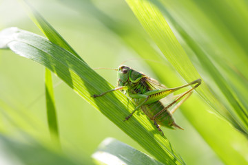 Grasshopper in a grass