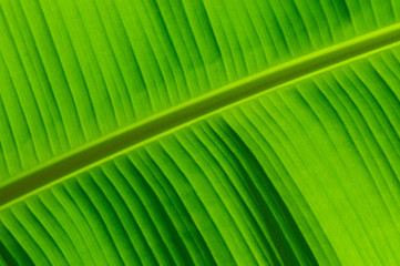 banana leaf texture