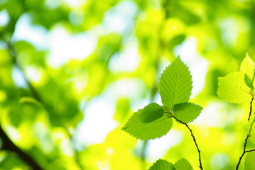 green leaves