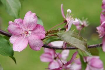 Decorative tree with greater(big) lilac colors(flowers)