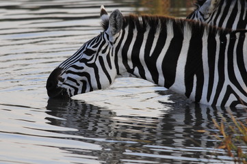 Fototapeta na wymiar Zebra on watering at Masai Mara, Kenya