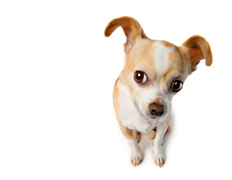 Chihuahua Eavesdrops with Big Ears