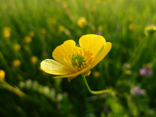 Butterblume