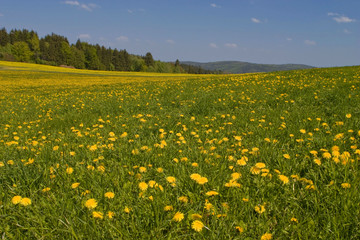Spring meadow with dandelions