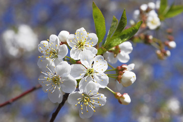 Apple blossom