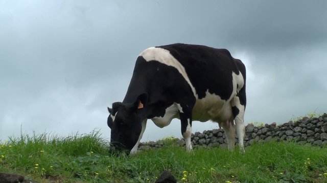 vaca