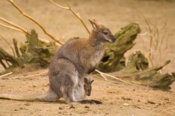 Bennet-wallabie
