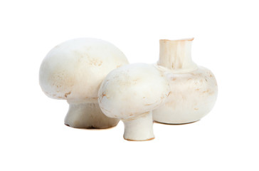 Fresh mushrooms isolated on a white background