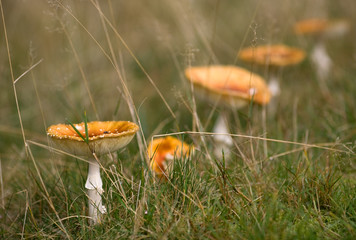 Fliegenpilz (Amanita)