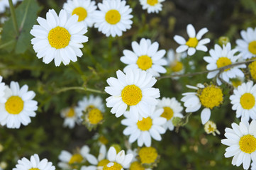 Fototapeta premium Crazy daisy's